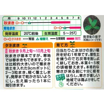 画像2: 送料無料　花の種　お徳用パック！　切花向　金盞花　スター混合　タキイ種苗(株)NL500