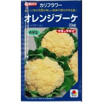 送料無料　[カリフラワー]　オレンジブーケ　20ml　タキイ種苗(株)