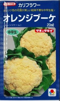 送料無料　[カリフラワー]　オレンジブーケ　20ml　タキイ種苗(株)