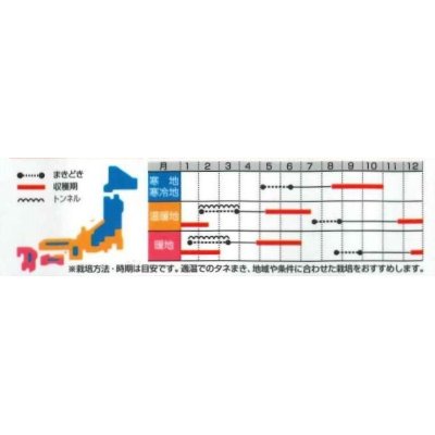 画像3: 人参　カラフルにんじん　約470粒　サカタ交配