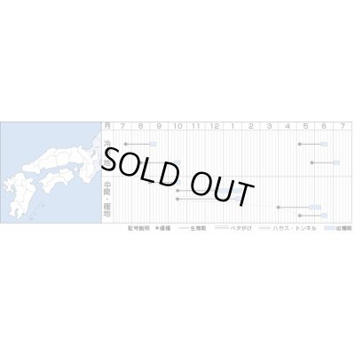 画像3: 送料無料 [大根] 紅三太 2dl タキイ種苗(株)