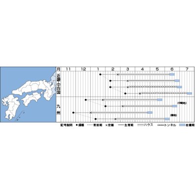 画像4: [メロン]　レノンウェーブ　100粒　タキイ種苗（株）