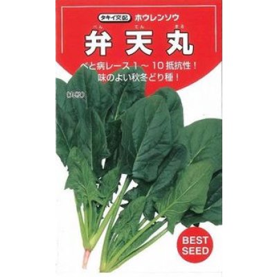 画像2: [シーダー種子]　ほうれんそう　弁天丸　1粒×5cm間隔