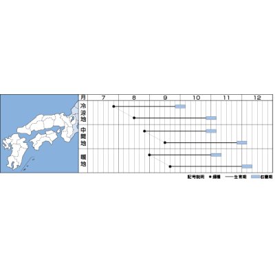 画像3: 送料無料　[大根]　大根種　輝八洲　14ml　タキイ種苗(株)　DF