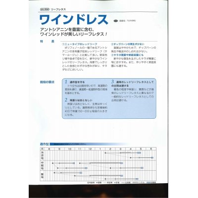 画像3: [レタス]　リーフレタス　ワインドレス　ペレット100粒　タキイ種苗（株）