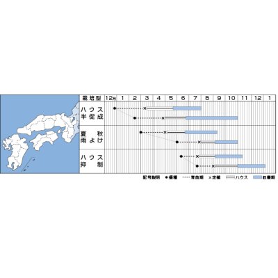 画像4: [トマト/桃太郎系]　送料無料！　桃太郎ワンダー　1000粒　タキイ種苗（株）