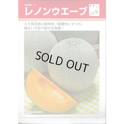 画像2: 送料無料　[メロン]　レノンウェーブ　100粒　タキイ種苗(株)