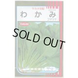 送料無料　[小松菜]　わかみ　20ml　（株）サカタのタネ