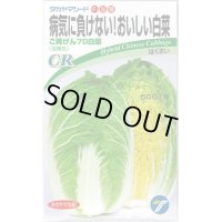 [白菜]　ご黄げん70　小袋　（株）タカヤマシード