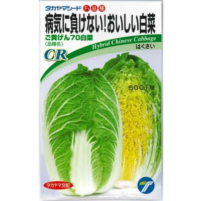 画像1: 送料無料　[白菜]　ご黄げん70　小袋　(株)タカヤマシード