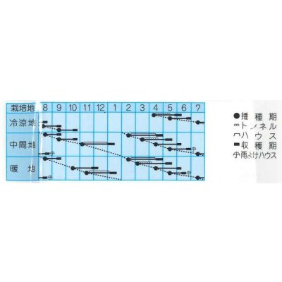 画像2: 送料無料　[小松菜]　かおる小松菜　小袋　(株)タカヤマシード