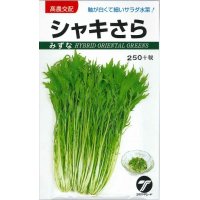 [葉物]　水菜　シャキさら　5ｍｌ　高農交配