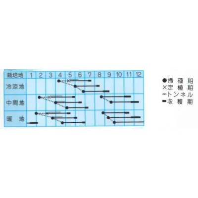 画像2: 送料無料　[白菜]　ご黄げん70　小袋　(株)タカヤマシード