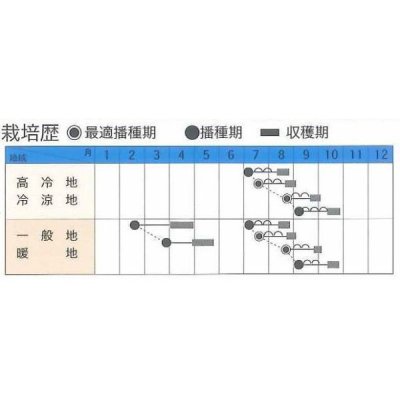 画像2: [キャベツ]　彩風　2000粒  タキイ種苗（株）