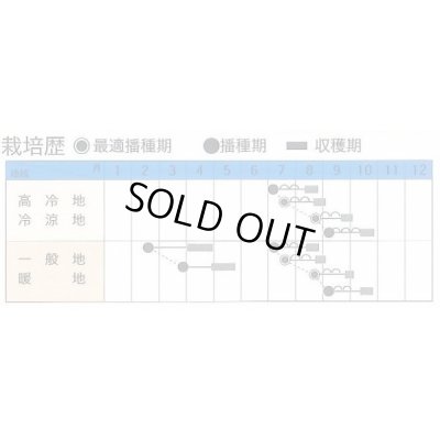 画像2: [キャベツ] 彩風 2000粒 タキイ種苗(株)