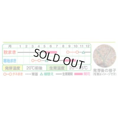 画像3: 花の種 クラスペディアグロボーサ ゴールドスティック 0.1ml タキイ種苗(株)NL200