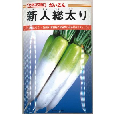 画像1: 大根 新人総太り 20ml カネコ種苗（株）