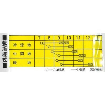 画像2: 大根 新人総太り 20ml カネコ種苗（株）