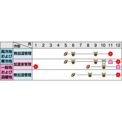 画像2: 花の種　プリムラ マラコイデス　約215粒　うぐいす混合