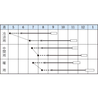 画像2: 送料無料　[カリフラワー]　スノーニューダイヤ　20ml　タキイ種苗(株)