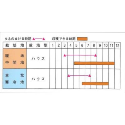 画像2: [キュウリ]　あけぼの　20粒　（株）ときわ研究場