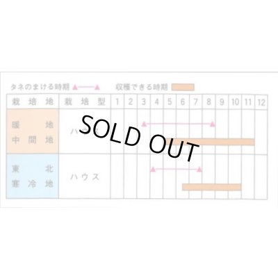 画像2: 送料無料　[キュウリ]　あけぼの　20粒　(株)ときわ研究場