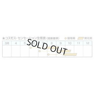 画像3: [景観形成作物]　コスモス・センセーション　500g　 カネコ種苗