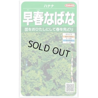 画像1: [その他]　早春なばな　約850粒　サカタ交配