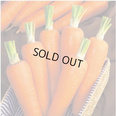 画像2: 送料無料[人参]　優馬　ペレット種子　1万粒　タキイ種苗(株)