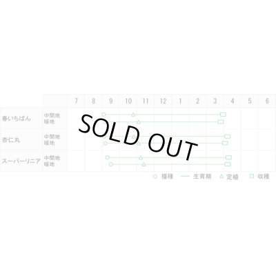 画像2: [たまねぎ]　超極早生　春いちばん玉葱　20ml　松永種苗（株）