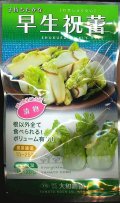 送料無料　[葉物]　早生祝蕾　コート種子　30粒　（株）大和農園