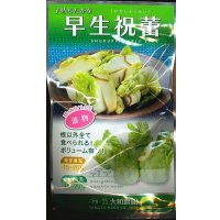 送料無料　[葉物]　早生祝蕾　コート種子　30粒　（株）大和農園