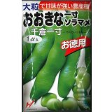 送料無料　[そら豆]　千倉一寸　1dl　渡辺農事（株）