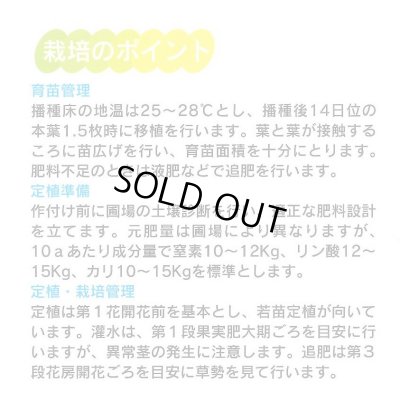画像3: 送料無料　[トマト/中玉トマト]　シンディースイート　約21粒　（株）サカタのタネ 実咲550（002816）
