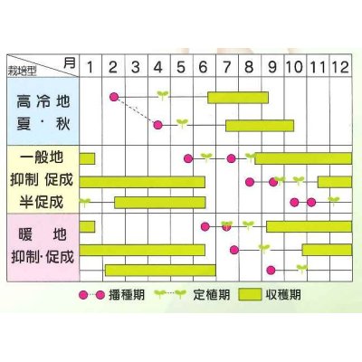 画像4: [トマト/中玉トマト]　シンディースイート　約21粒（実咲シリーズ）