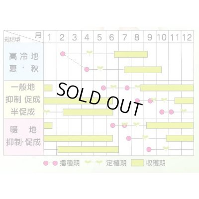 画像4: 送料無料　[トマト/中玉トマト]　シンディースイート　約21粒　（株）サカタのタネ 実咲550（002816）