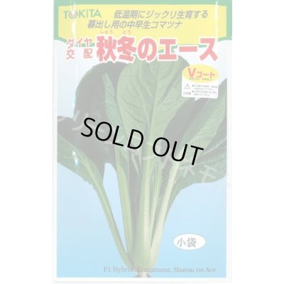 画像1: 送料無料　[小松菜]　秋冬のエース　10ml　トキタ種苗(株)