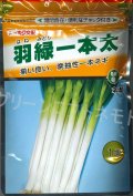 送料無料　[ねぎ]　羽緑一本太葱(コートしてません)　1dl　(株)トーホク