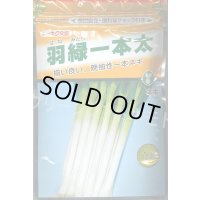 送料無料　[ねぎ]　羽緑一本太葱(コートしてません)　1dl　(株)トーホク