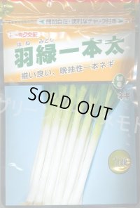 送料無料　[ねぎ]　羽緑一本太葱(コートしてません)　1dl　(株)トーホク