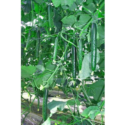 画像4: 送料無料　[キュウリ]　リスペクト　350粒　(株)ときわ研究場