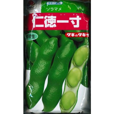 画像2: 送料無料　[そら豆]　仁徳一寸　1dl(およそ29粒)　タキイ種苗