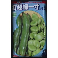 [そら豆]　打越緑一寸　1L(およそ230粒)　(株)サカタのタネ