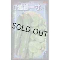 [そら豆]　打越緑一寸　1L（およそ230粒）　サカタのタネ（株）