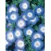 画像2: 花の種 　景観用　   ネモフィラ　インシグニスブルー　約３平米用　　サカタのタネ（株）実咲350 (2)