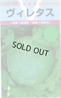 送料無料　[レタス]　ヴィレタス　20ml　カネコ育成