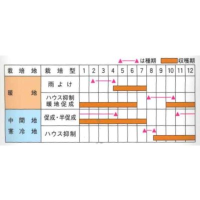 画像5: 送料無料　[キュウリ]　リスペクト　350粒　(株)ときわ研究場