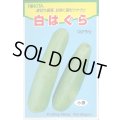 送料無料　[瓜類]　白はぐら　3ml(およそ100粒)　トキタ種苗(株)