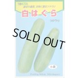 送料無料　[瓜類]　白はぐら　20ml(およそ700粒)　トキタ種苗(株)