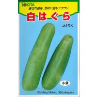 送料無料　[瓜類]　白はぐら　3ml(およそ100粒)　トキタ種苗(株)